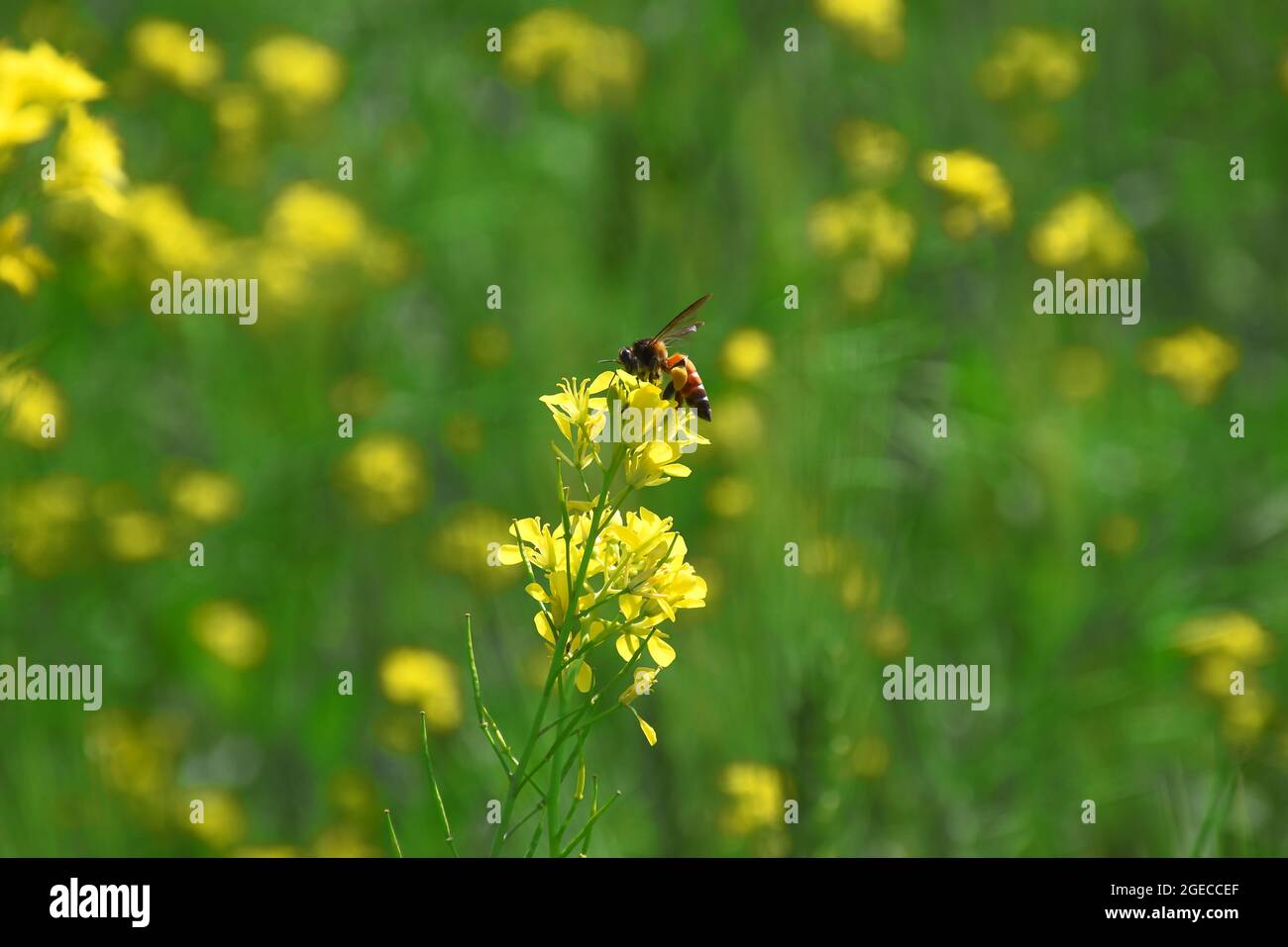 a bee picking pollen from mustard flower. beautiful yellow flowers of mustard Stock Photo