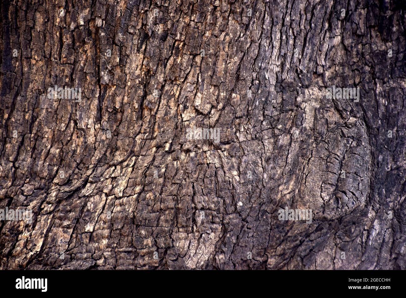 Bark tree trunk pattern detail texture brown wood. Azadirachta indica tree bark. Stock Photo
