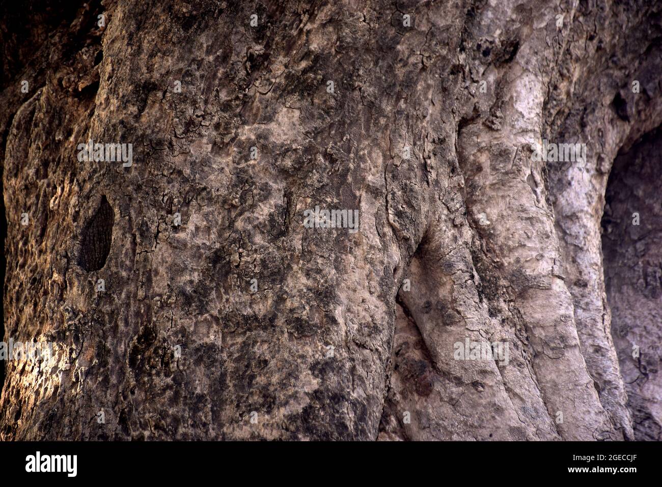 Bark tree trunk pattern detail texture brown wood. Old Bark Tree Background, Ficus tree Stock Photo