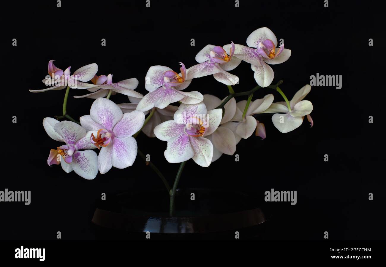 White blooming orchid phalaenopsis flower on a black background. Close-up. Stock Photo