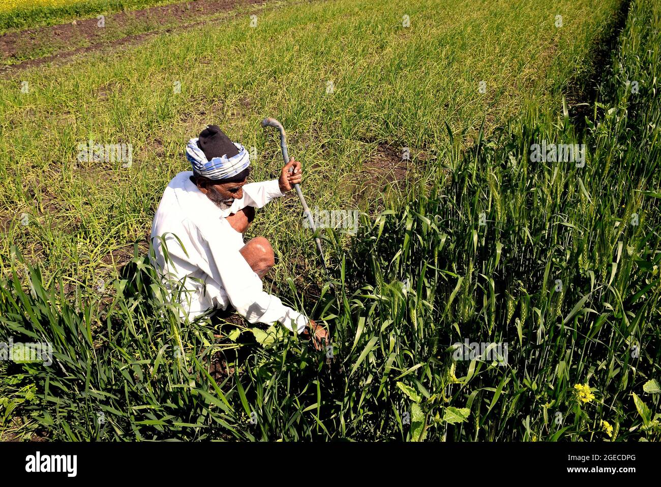 Indian old farmer hi-res stock photography and images - Alamy