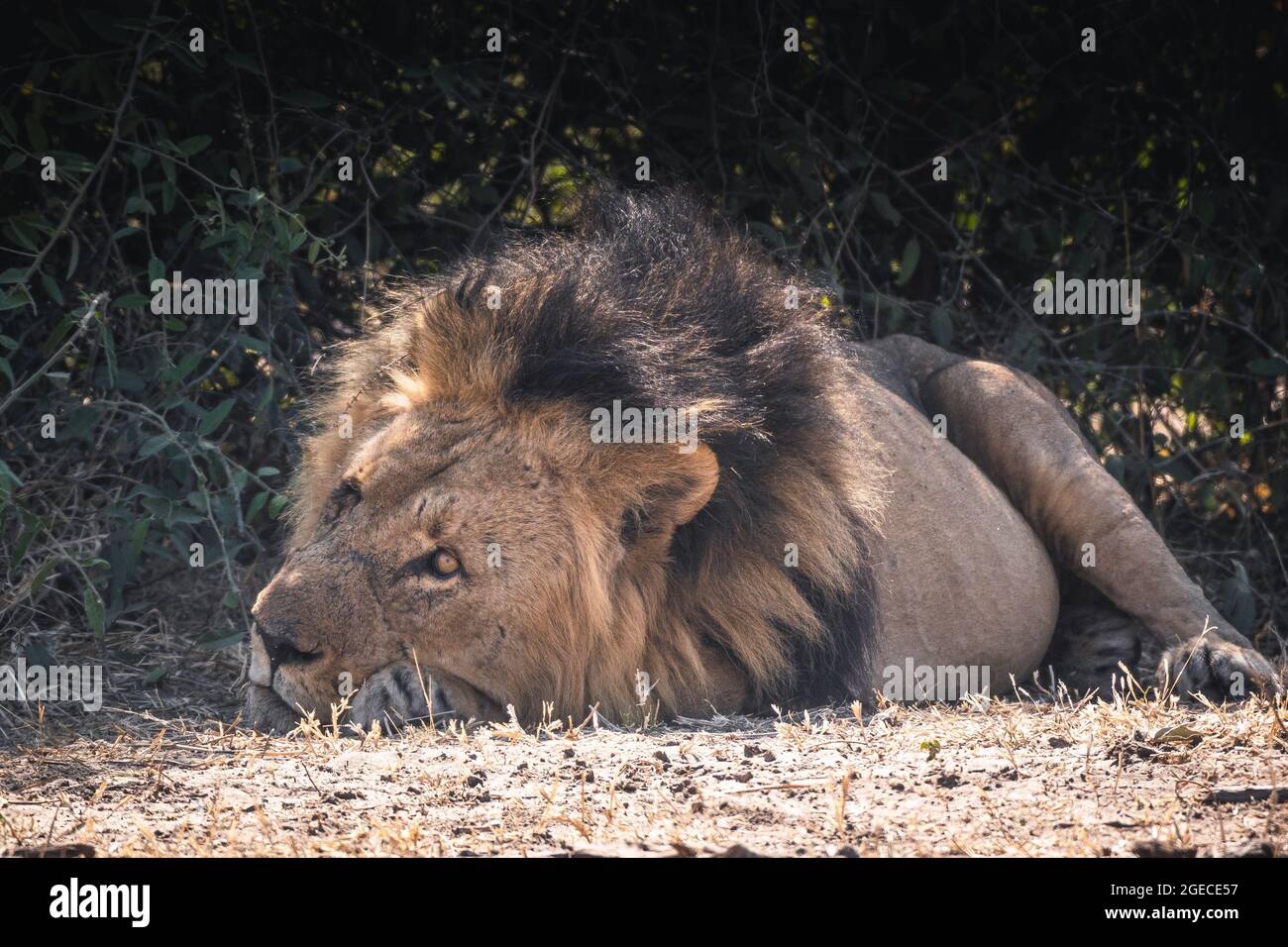 Lions on a kill in Chobe National Pak , Botswana Stock Photo