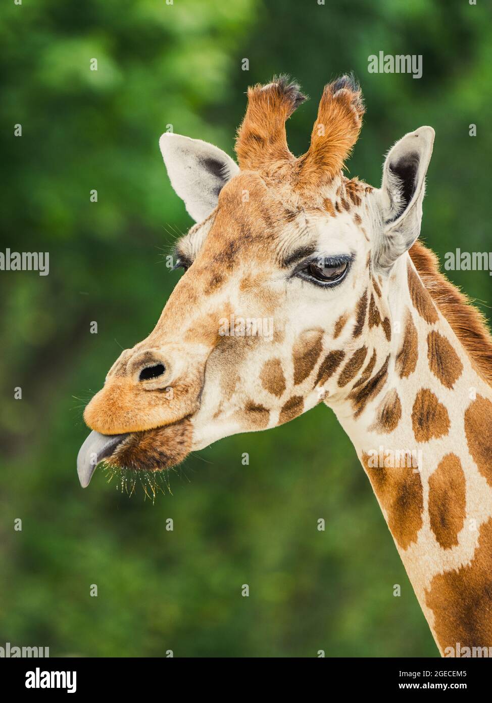 Cute giraffe portrait with tongue lolling out. Stock Photo