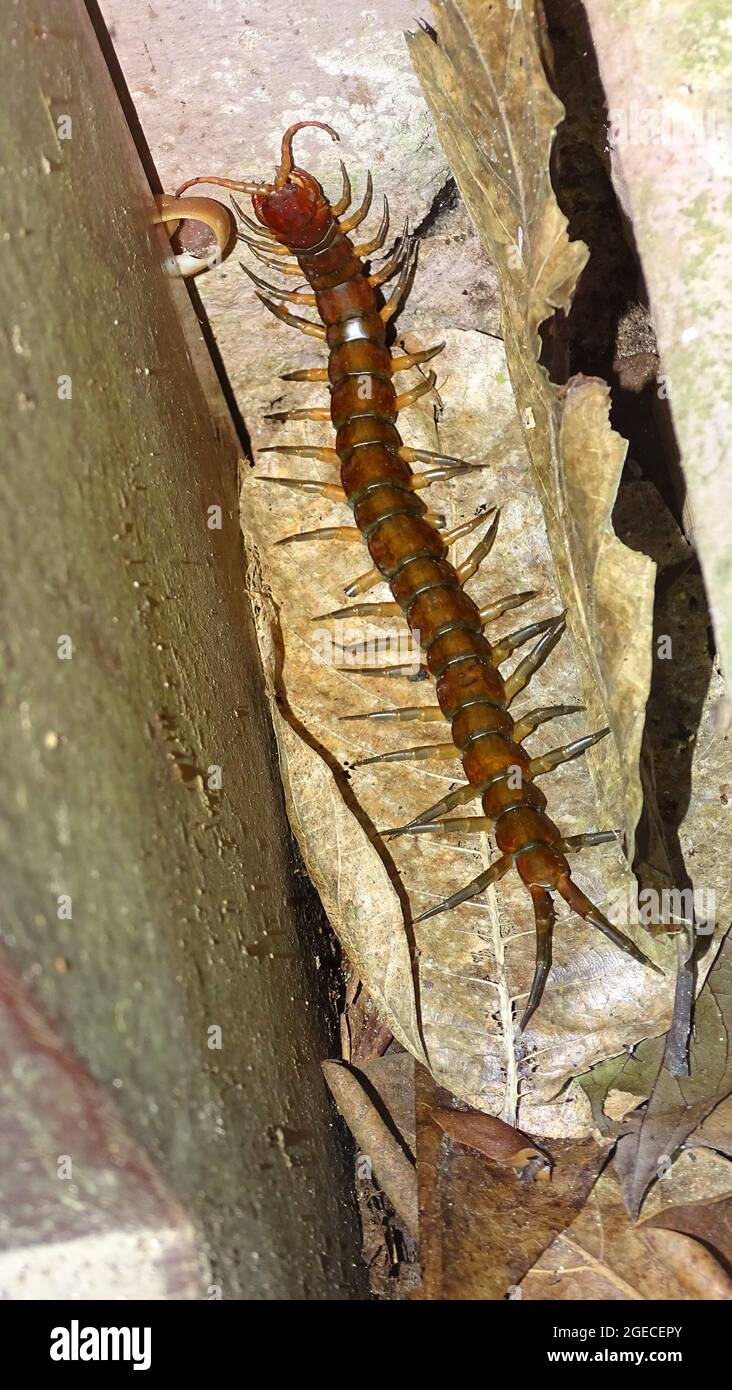 Scolopendra subspinipes dehaani,  species of very large centipede found throughout eastern Asia. Stock Photo