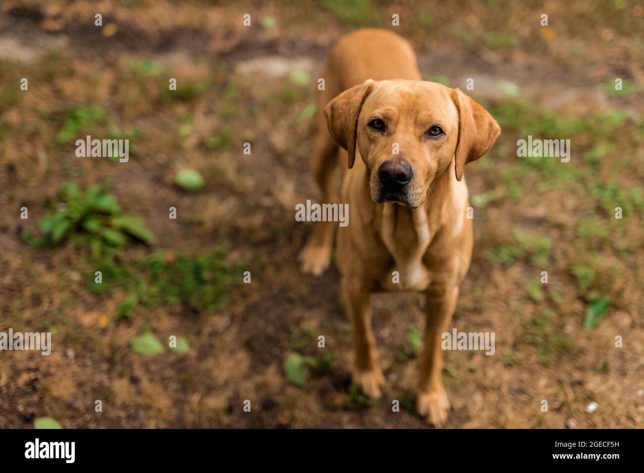 Smiling Hungarian vizsla labrador dog standing on a path against the background of a family garden. Stock Photo