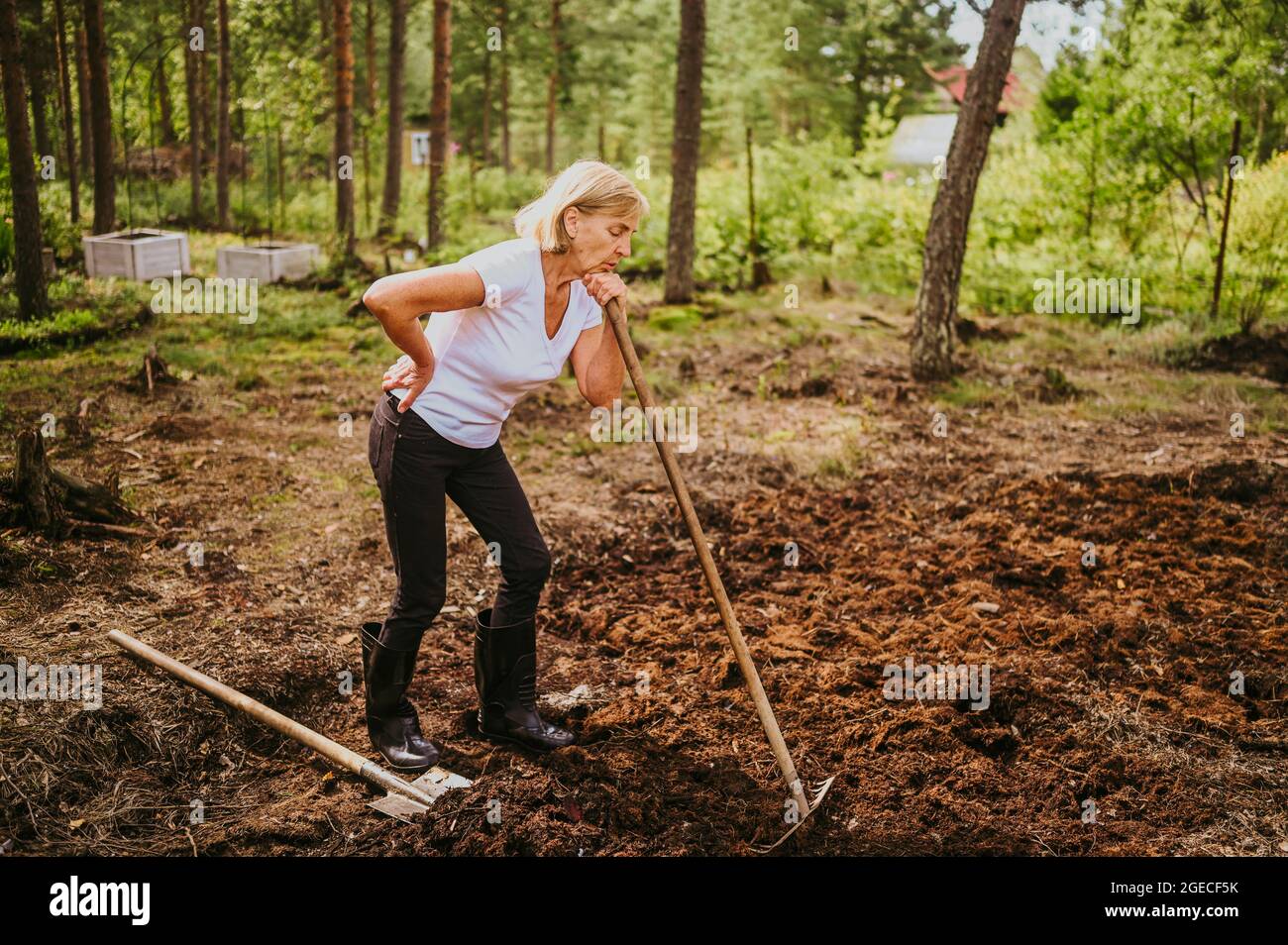 Senior gardener woman falls hurts back pain radiculitis digging at ...