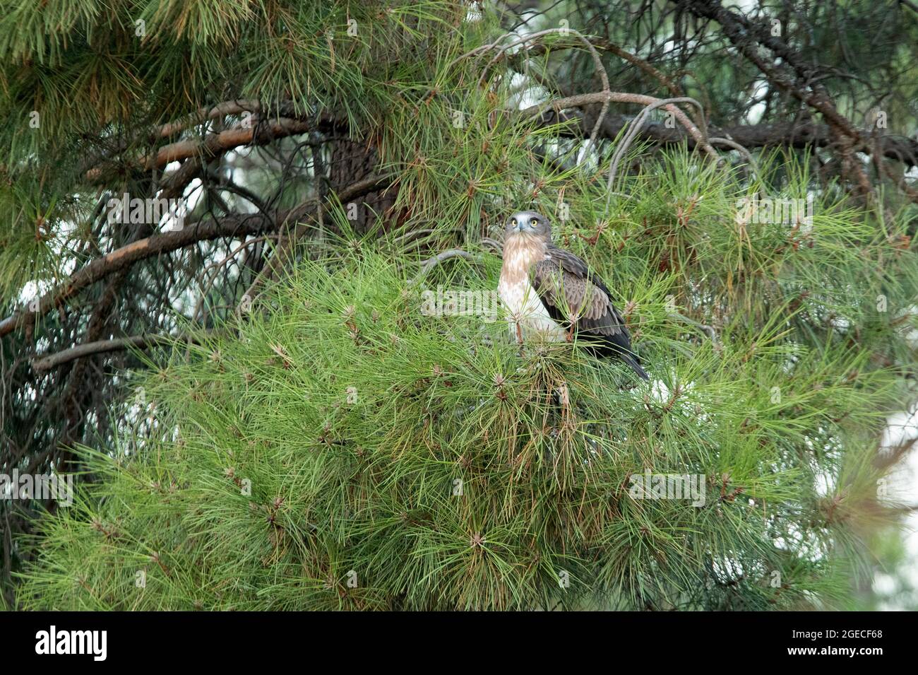 Young female Short-toed Eagle in a pine tree with the first light of dawn  Stock Photo - Alamy