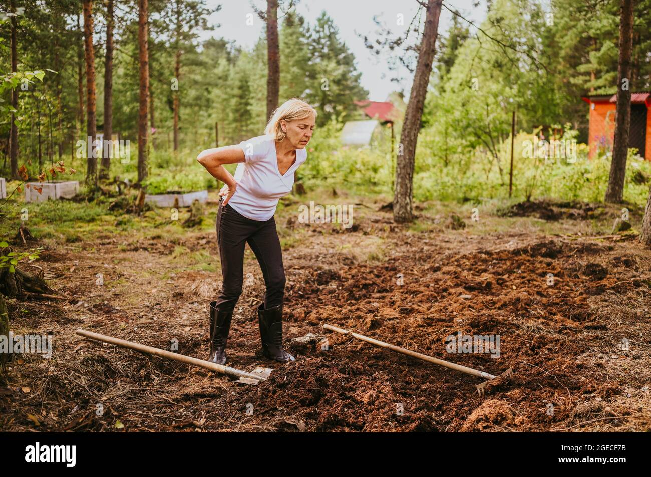 Senior gardener woman falls hurts back pain radiculitis digging at ...