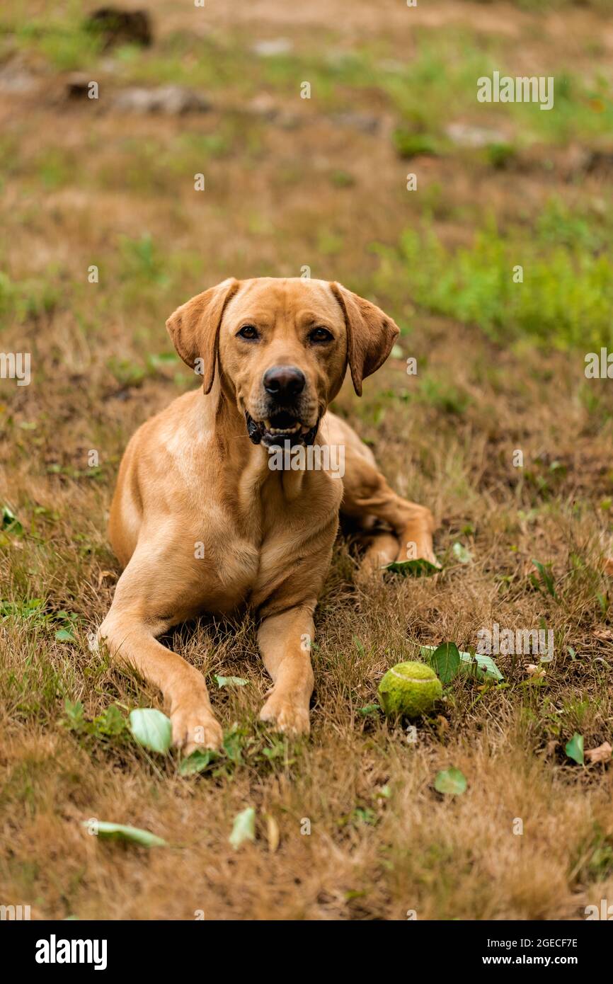Hungarian hound pointer vizsla dog is lying in the grass with his ball. Stock Photo