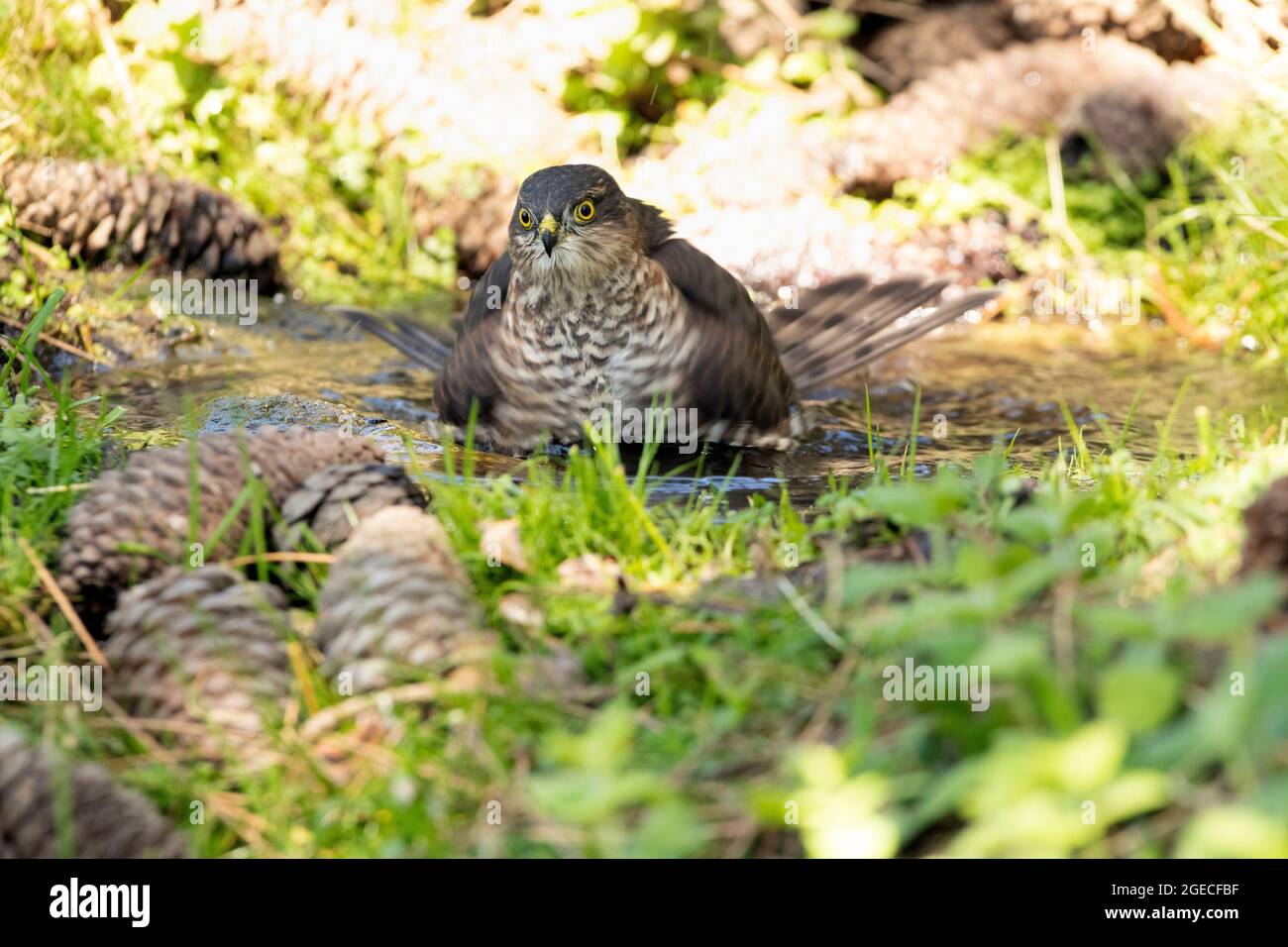 Young male Eurasian sparrow hawk at a natural water point in a pine forest in summer Stock Photo