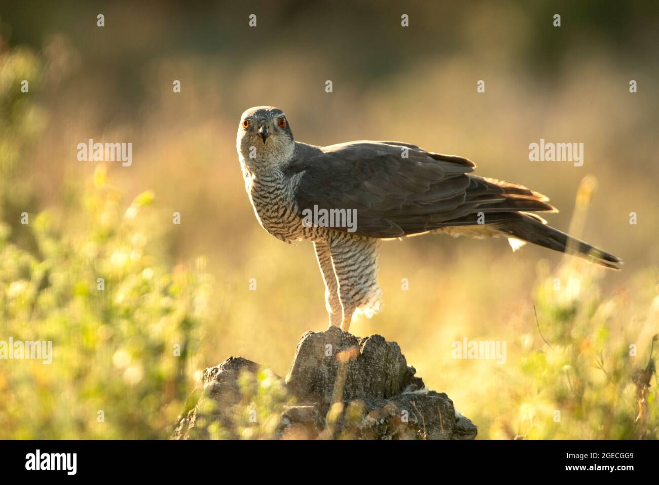 Adult male Northern goshawk in an oak and pine forest with the last