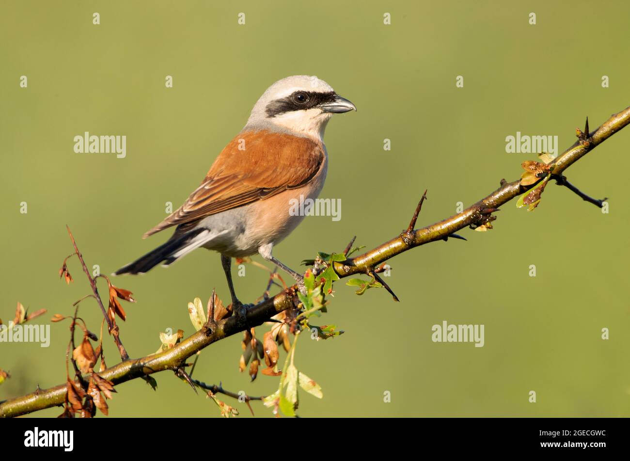Male Red backed Shrike At Her Favorite Watchtower Within Her Breeding male-red-backed-shrike-at-her-favorite-watchtower-within-her-breeding