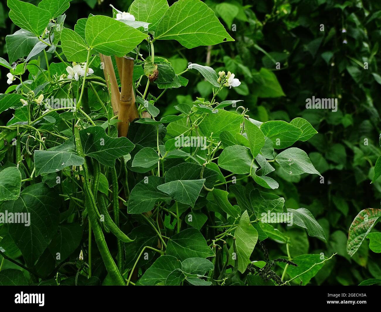 Runner bean in the vegetable garden, with white flowers and green