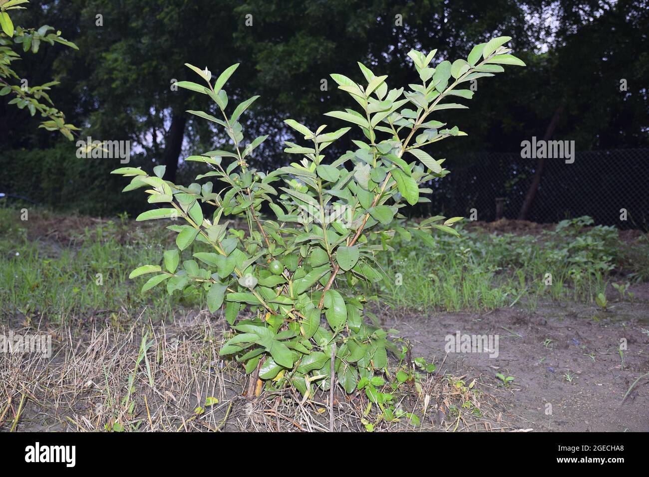 small guava plant leaves and guava in it Stock Photo