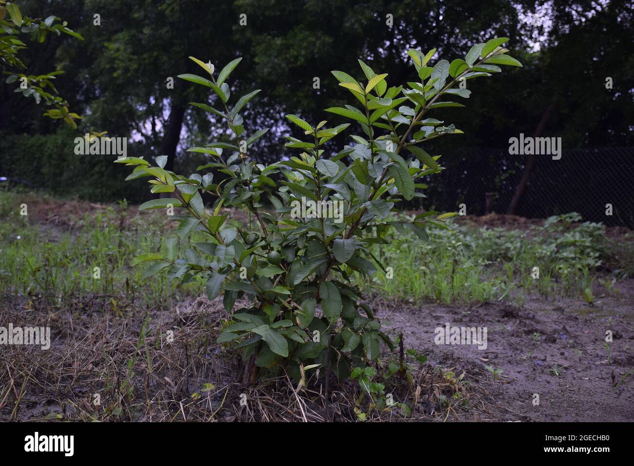 small guava plant leaves and guava in it Stock Photo