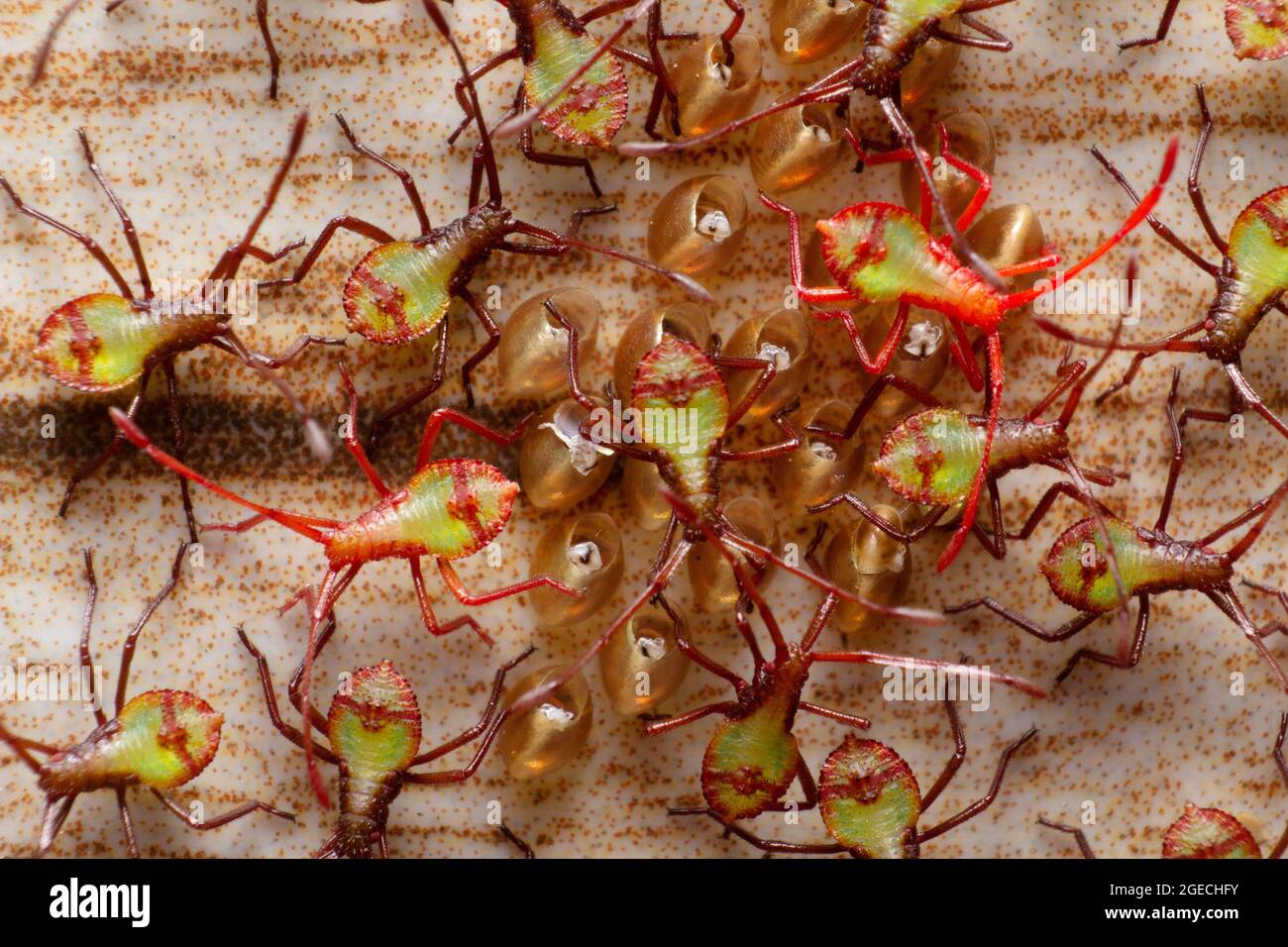 Squash bug hatchlings, newly emerged nymphs, Anasa tristis, Pirangut