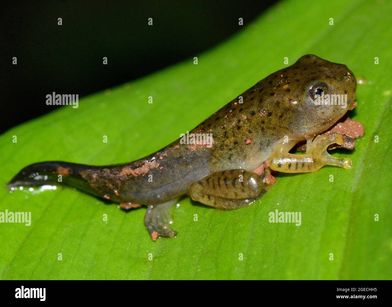 Malabar Gliding Frog tadpole, Rhacophorus malabaricus, Amboli, Maharashtra, India Stock Photo