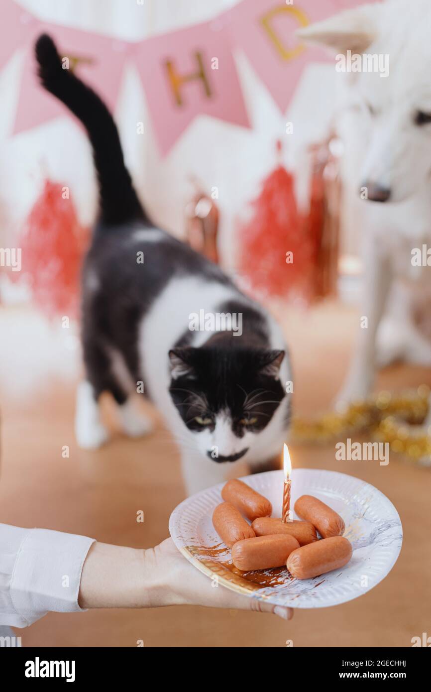 Pet birthday party. Cute dog and cat celebrating birthday with sausage ...