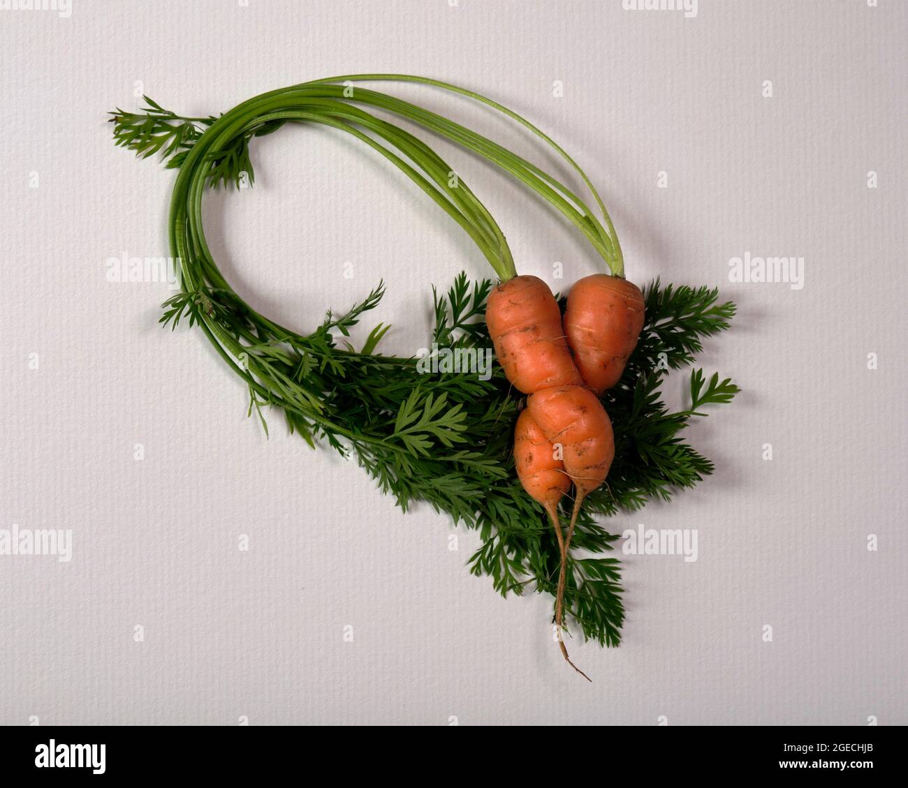 Intertwined pair of wonky carrots Stock Photo