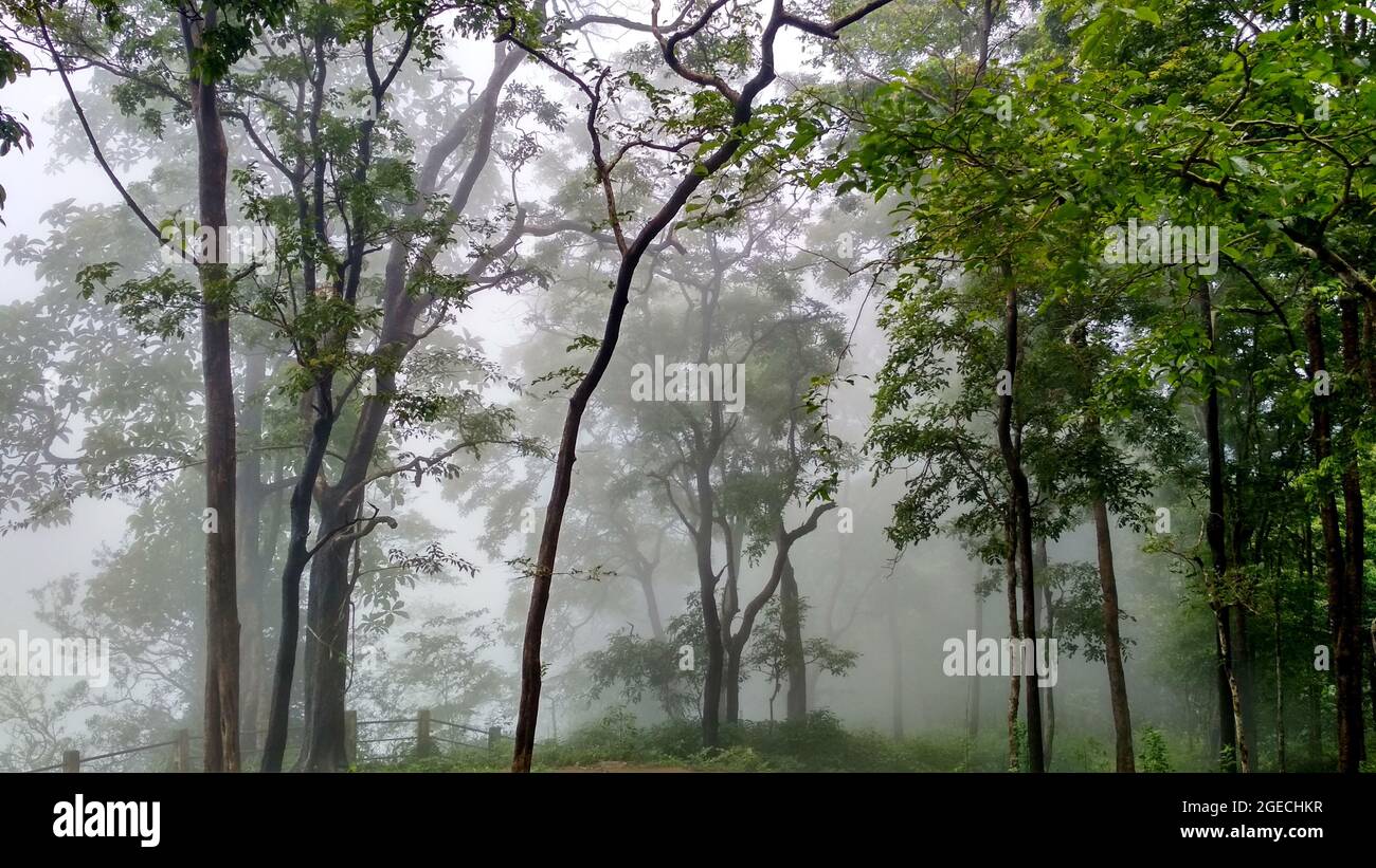 Rain forests of western ghats, Karnataka, India Stock Photo