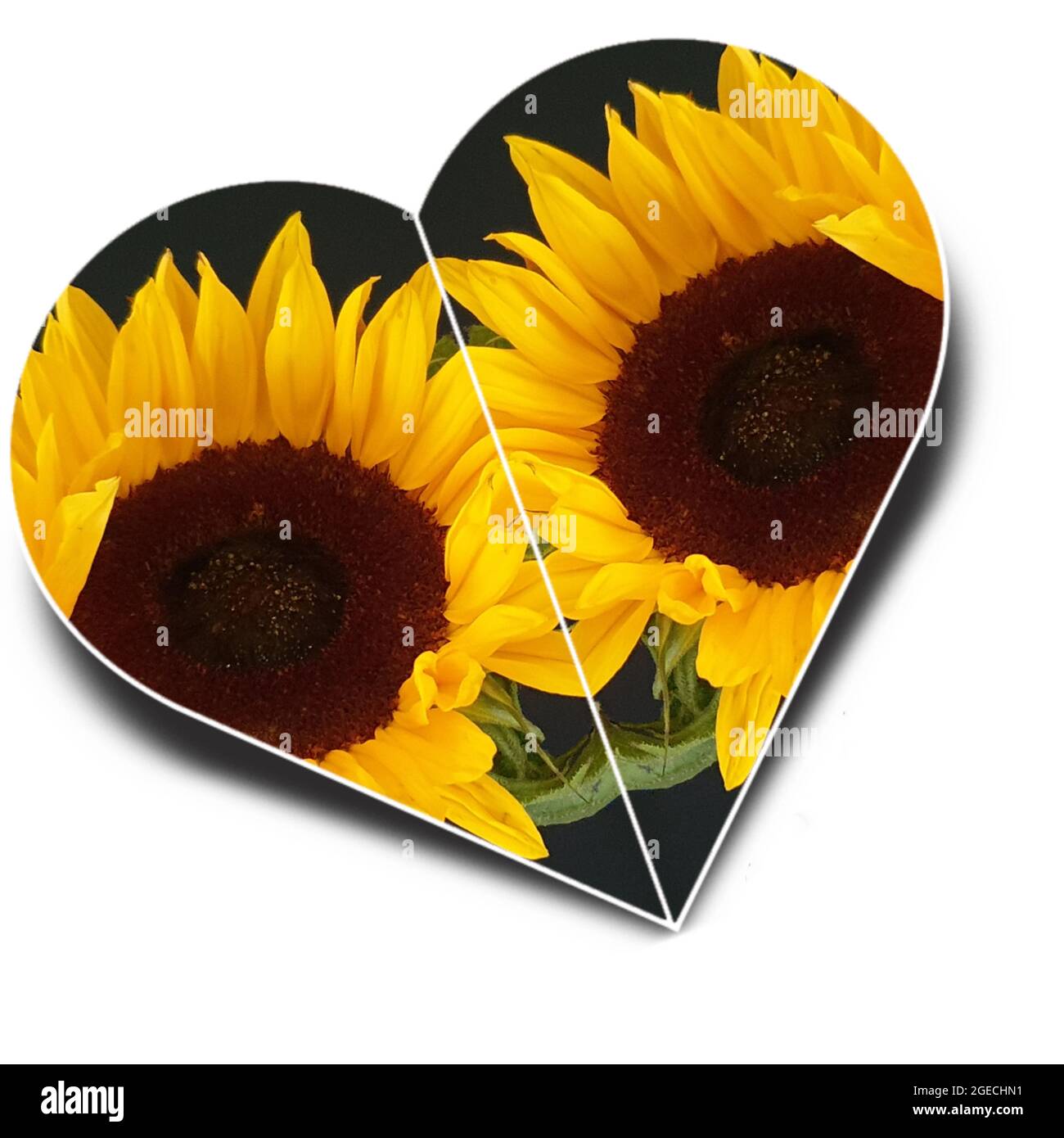 Two sunflowers in heart shape Stock Photo Alamy