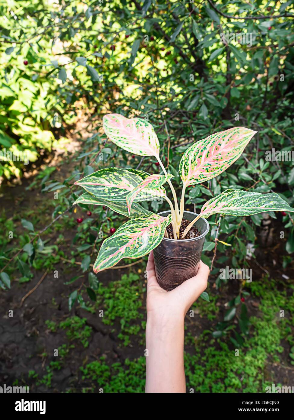Female hand holding a pot of indoor plant, aglaonema. Comfort at home. Love for plants. Home gardening. Self-isolation of leisure. Stock Photo