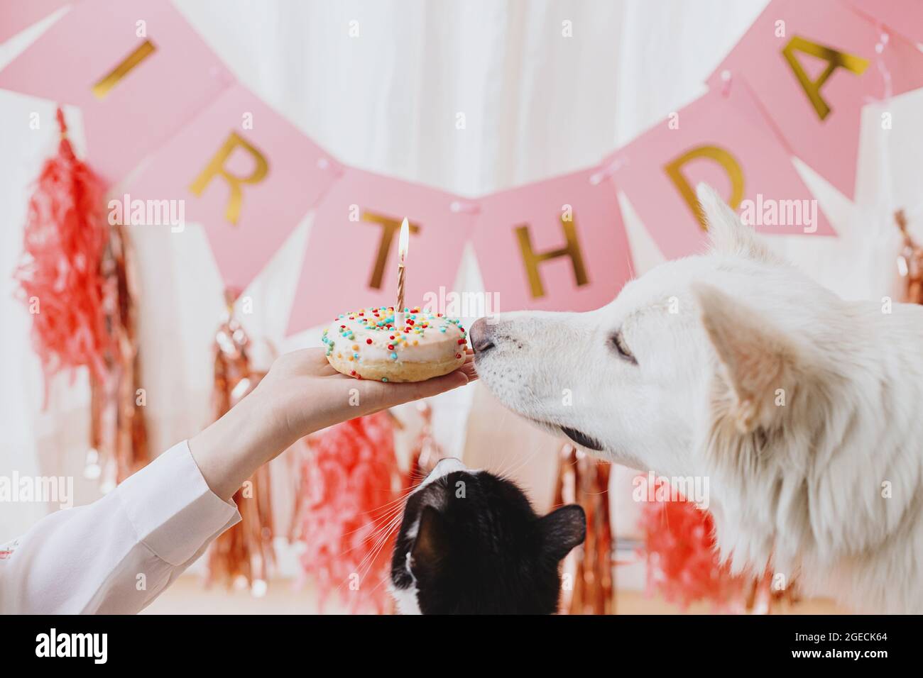 Cat celebrating birthday hi-res stock photography and images - Alamy