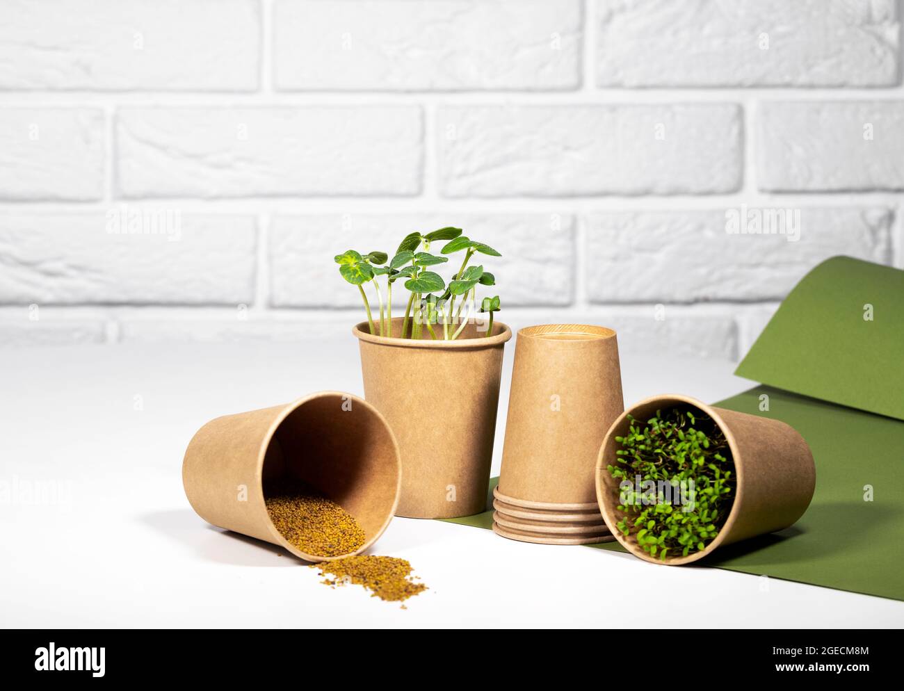 Paper Eco Cup With Microgreen. Young green sprouts growing. Healthy ...