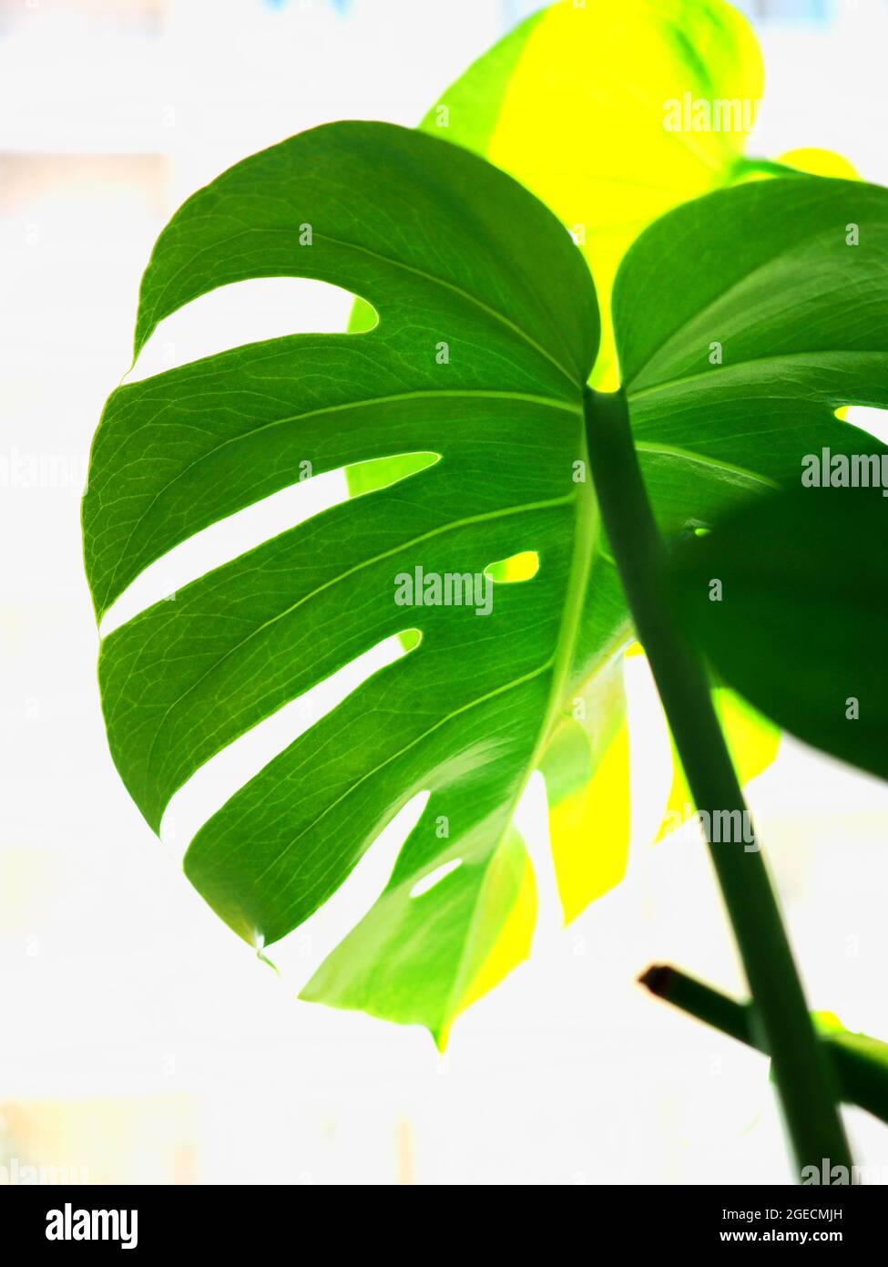 Green monstera leaves on the window. Stock Photo