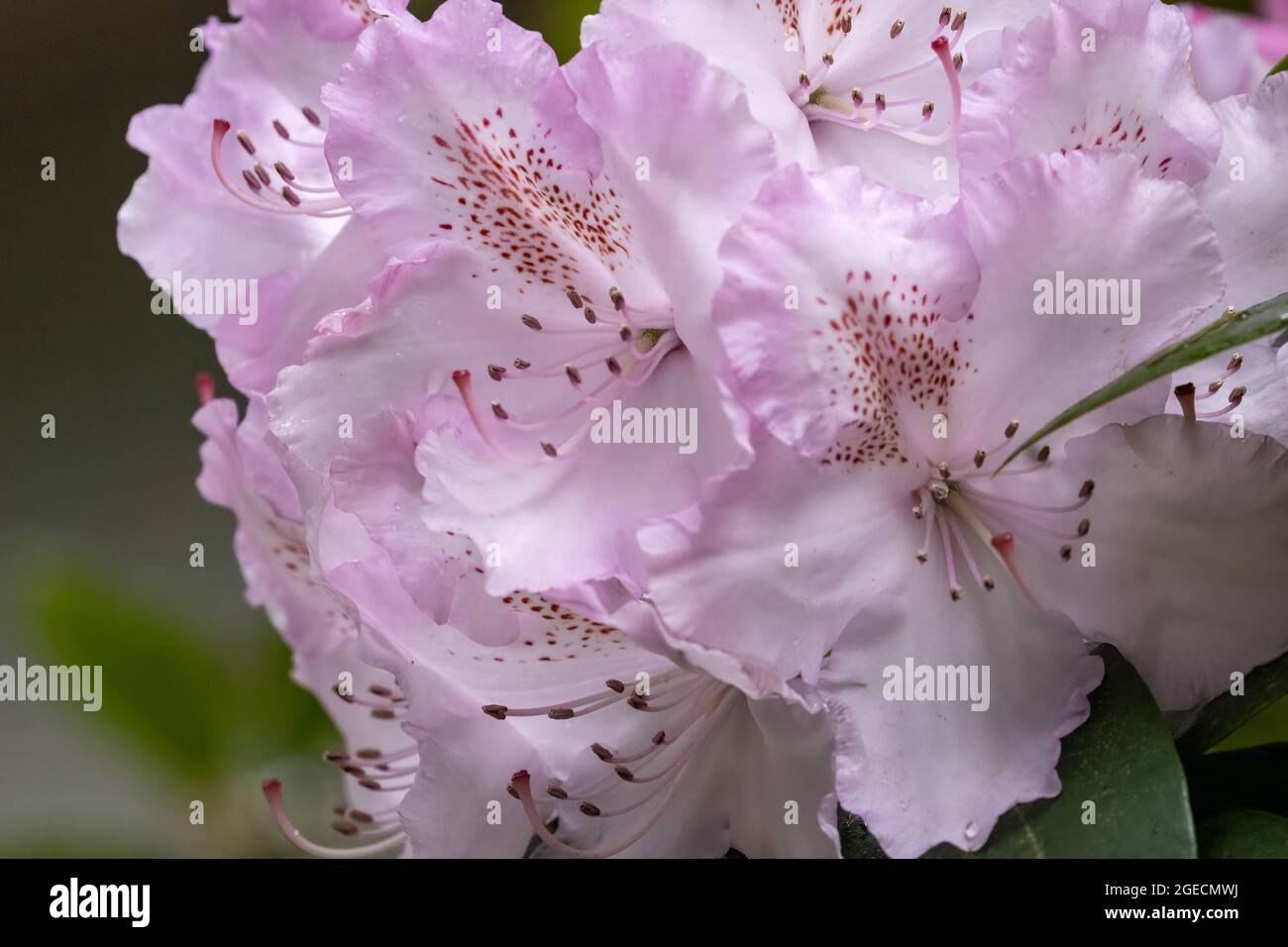 a group of light pink flowers on a branch of a rhododendron tree Stock ...