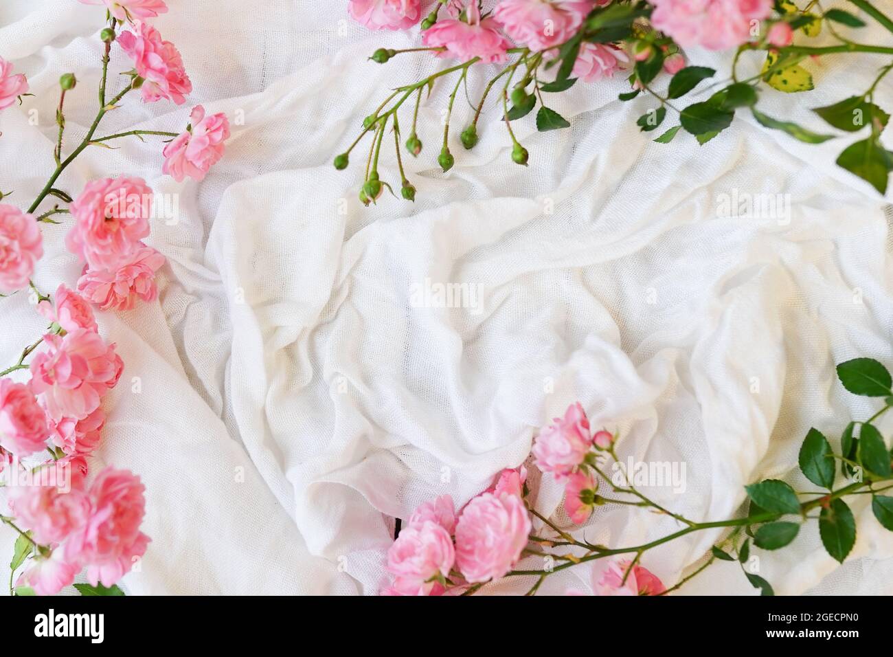 Roses plants branches leaves hi-res stock photography and images - Alamy