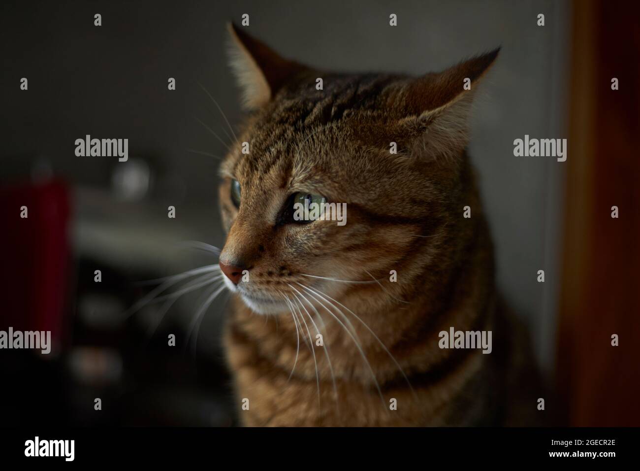 Closeup portrait of beautiful tabby cat Stock Photo - Alamy