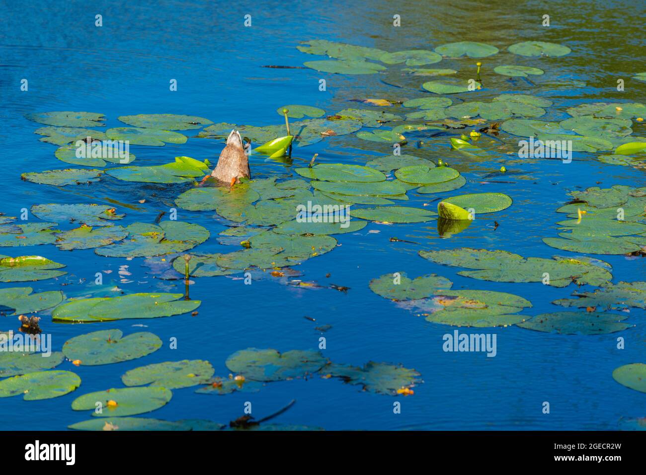 City park flowers hi-res stock photography and images - Alamy
