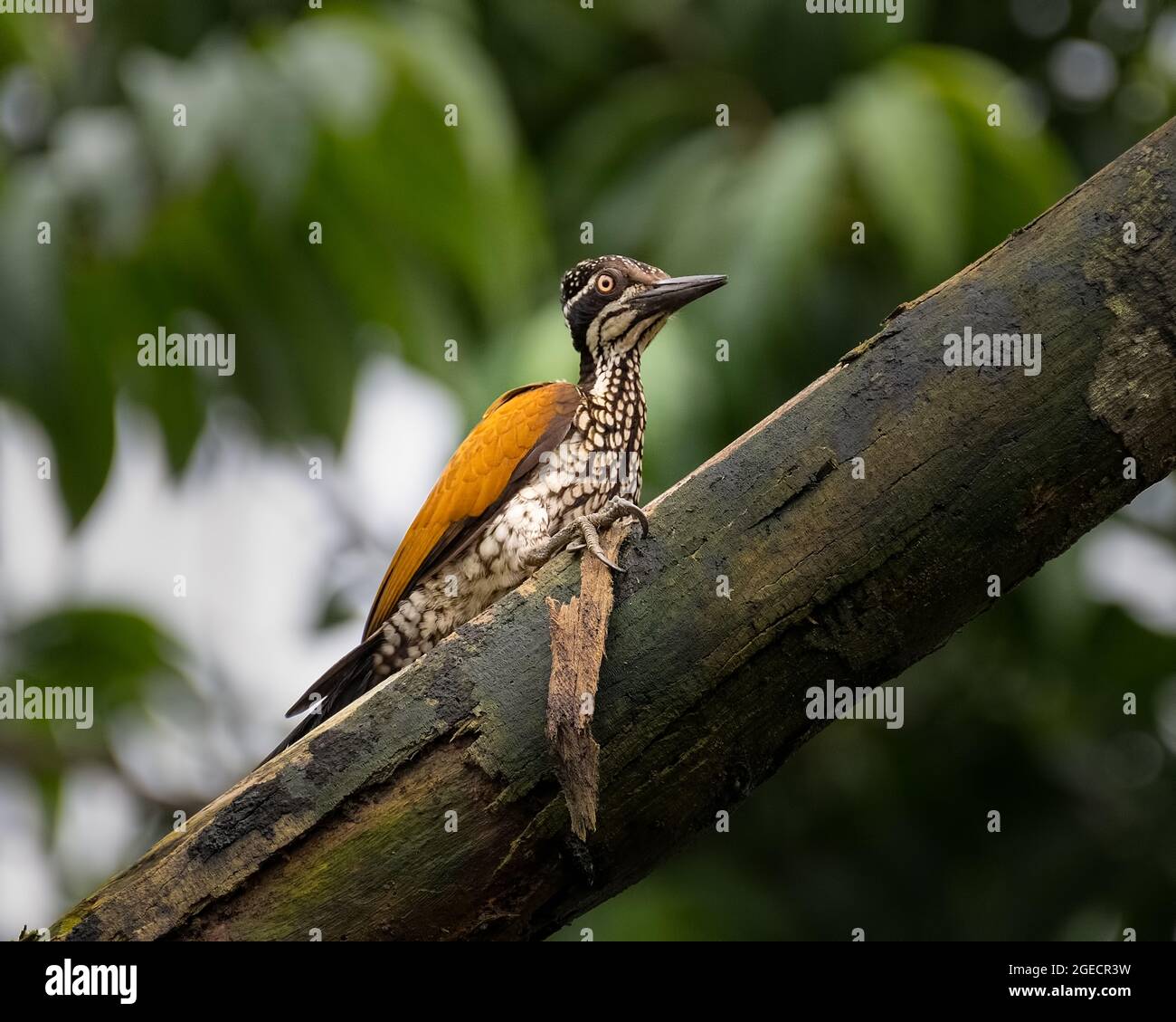 A beautiful female Greater flameback woodpecker (Chrysocolaptes guttacristatus), perched on the branch of a dead tree in Karnataka, India Stock Photo