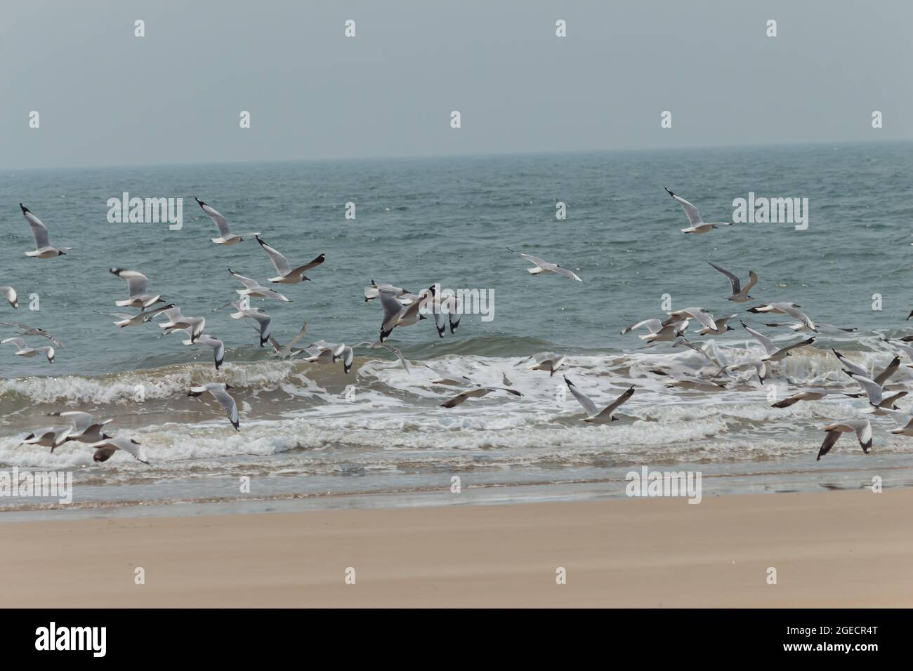 seagulls flying on the beach, and beautiful view of bunch of the boats ...