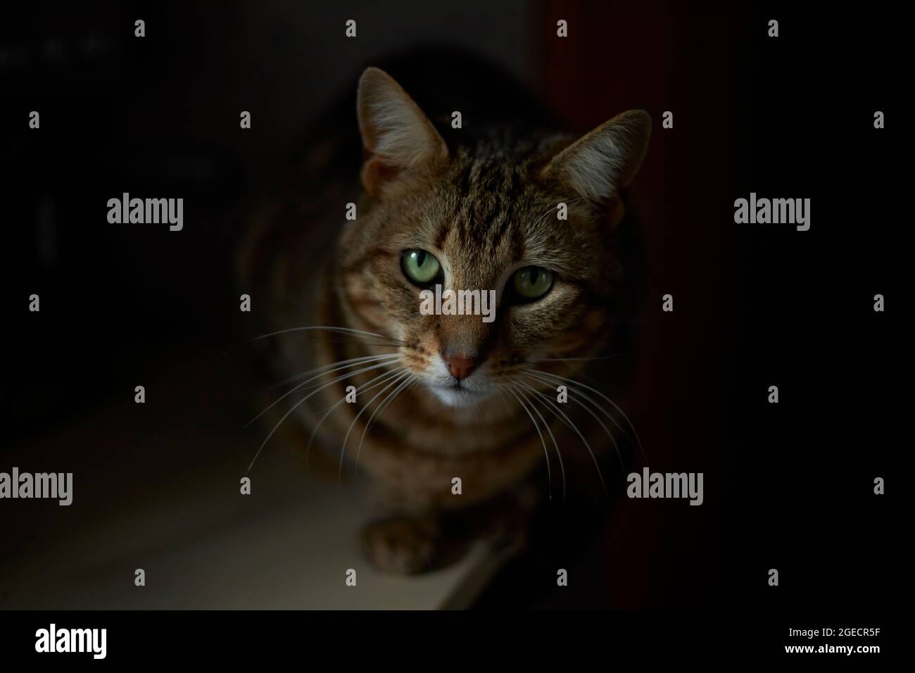 Closeup portrait of beautiful tabby cat Stock Photo - Alamy