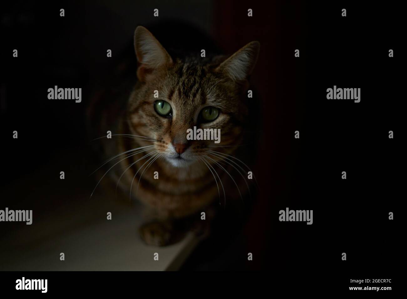 Closeup portrait of beautiful tabby cat Stock Photo - Alamy