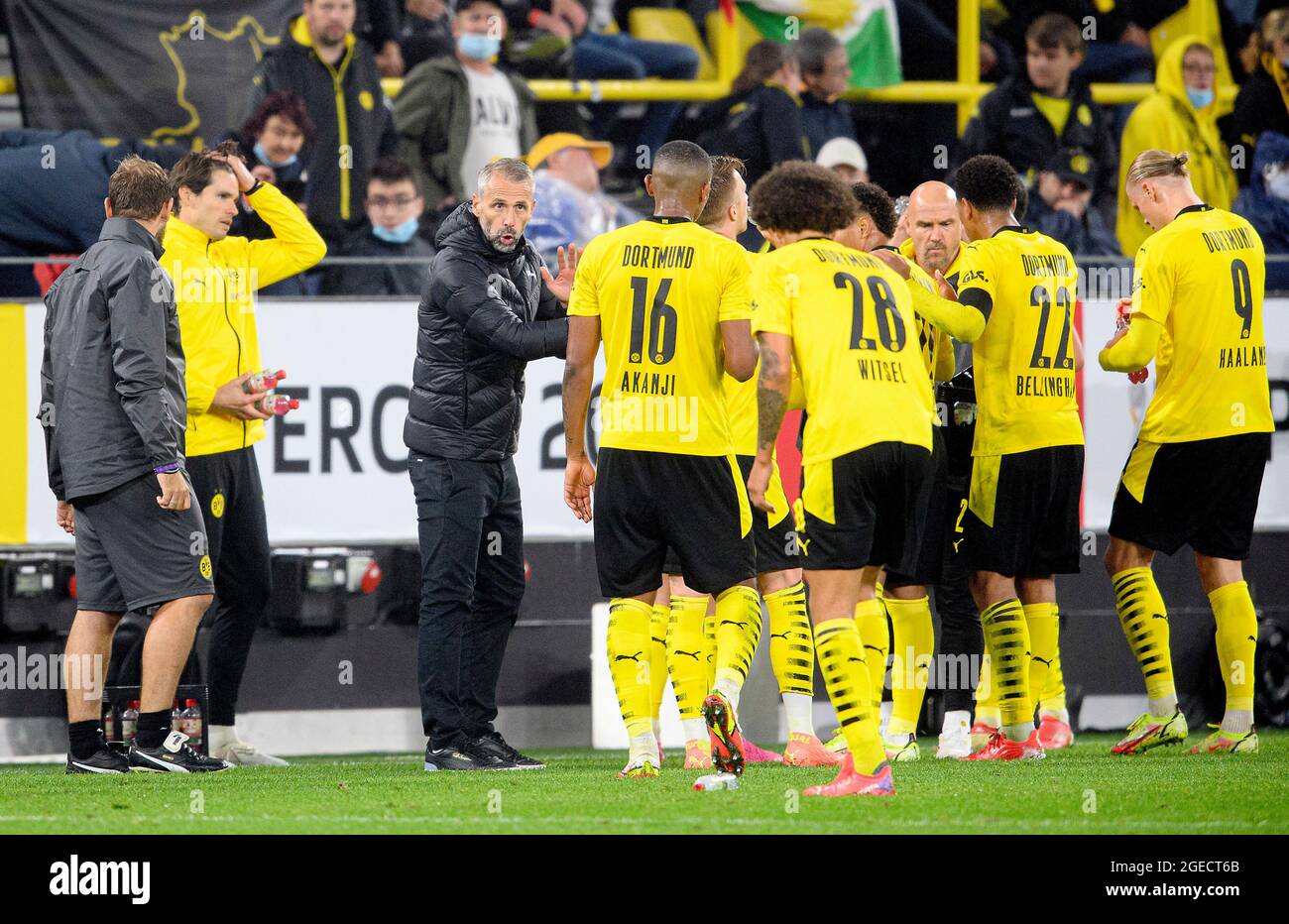 m rose dortmund