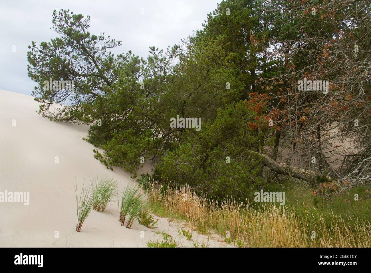 Råbjerg Mile, a migrating coastal dune, absorbing the adjacent forest Stock Photo