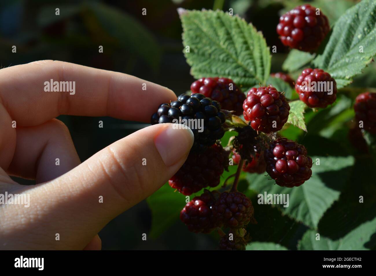 Picking thornless blackberries, also known as Rubus ulmifolius Stock Photo Alamy