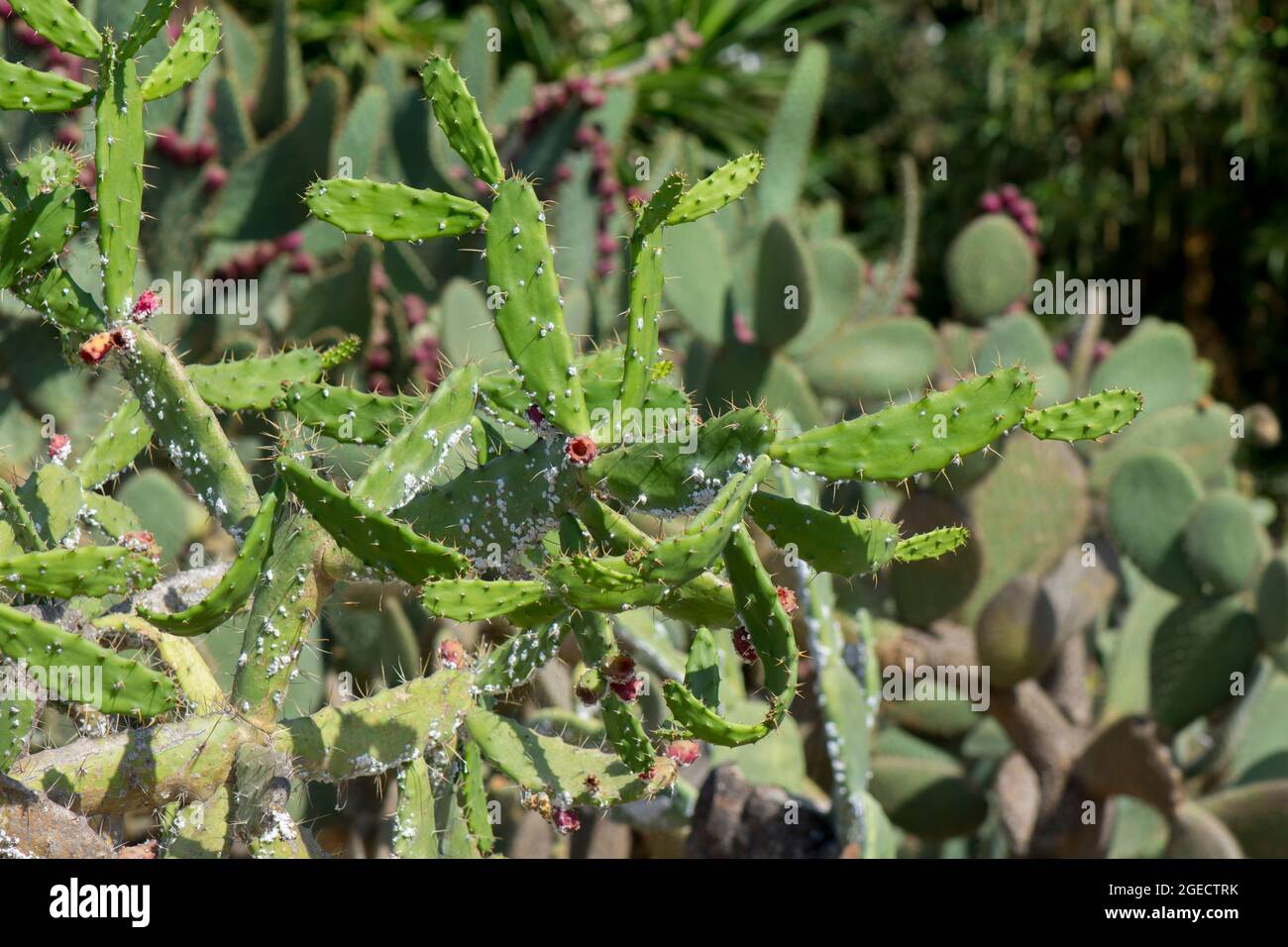 Opuntia cochenillifera, Nopalea cochenillifera, cochineal cactus in park in Benalmadena, Spain. Stock Photo