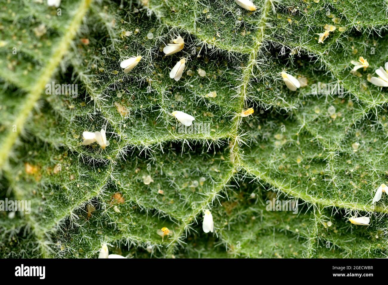greenhouse whiteflies on a mallow leaf Stock Photo