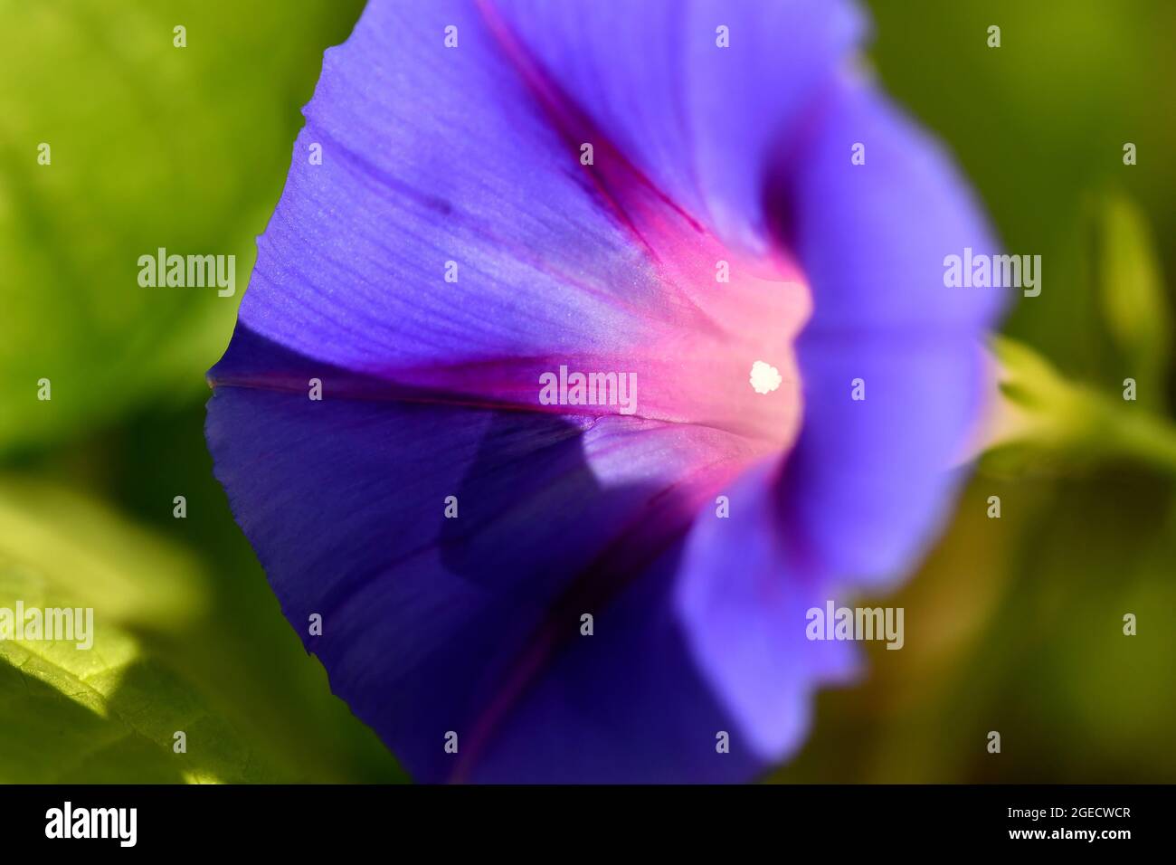 morning glory with flower, drug of the aztecs Stock Photo