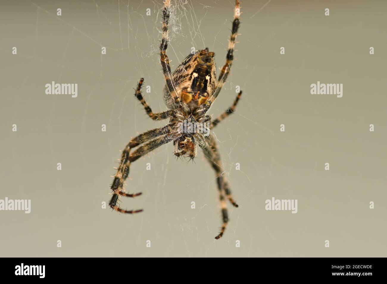 a garden spider in its web in a macro Stock Photo - Alamy