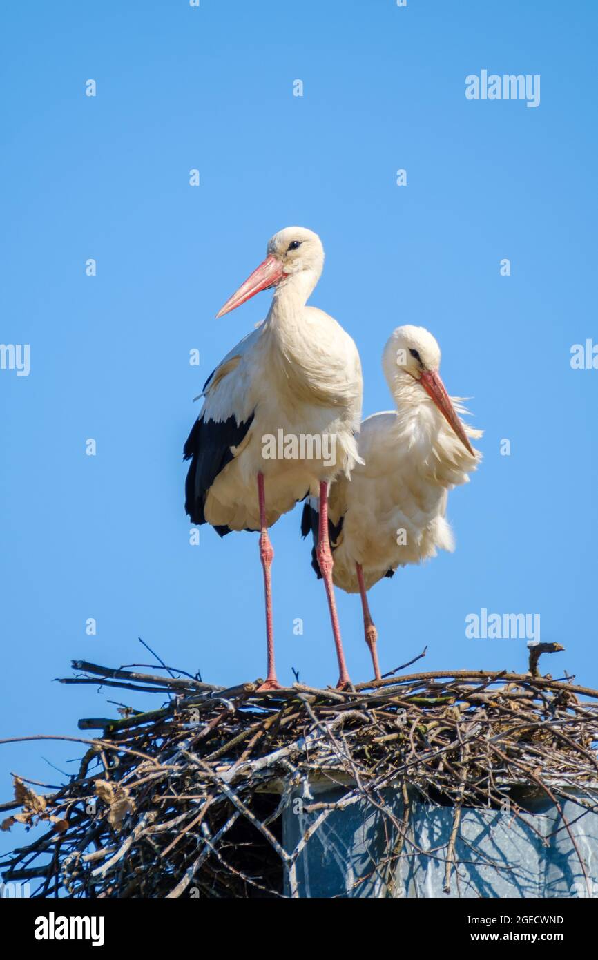 Couple of storks in nest in summer Stock Photo - Alamy