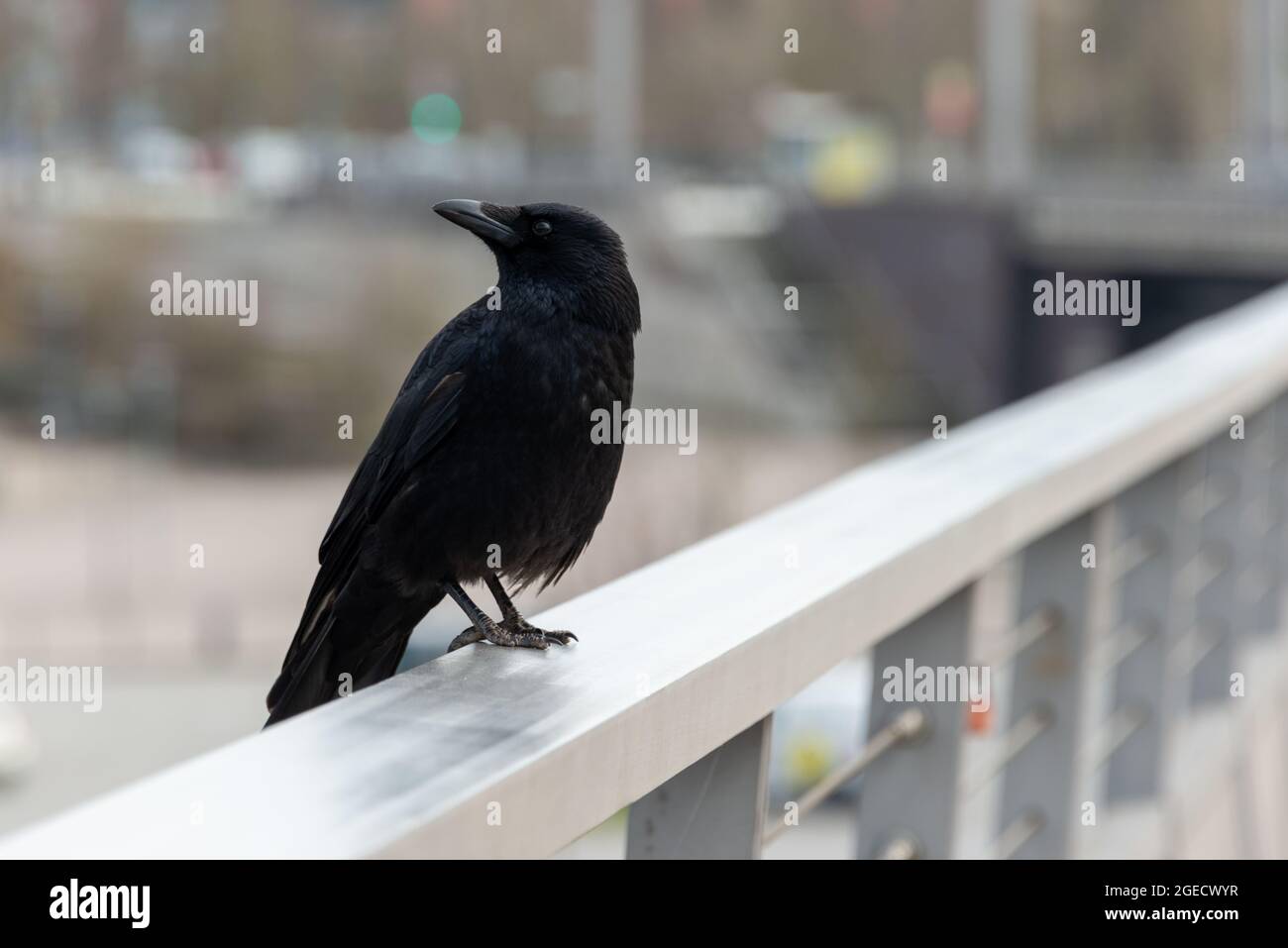 Eine Krähe auf einem Brückengeländer sitzend und auf Beute wartend Stock Photo