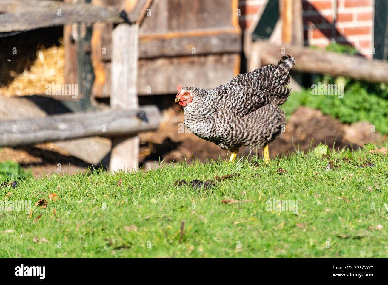 Ein Huhn auf einer Wiese auf einem Bauernhof Stock Photo