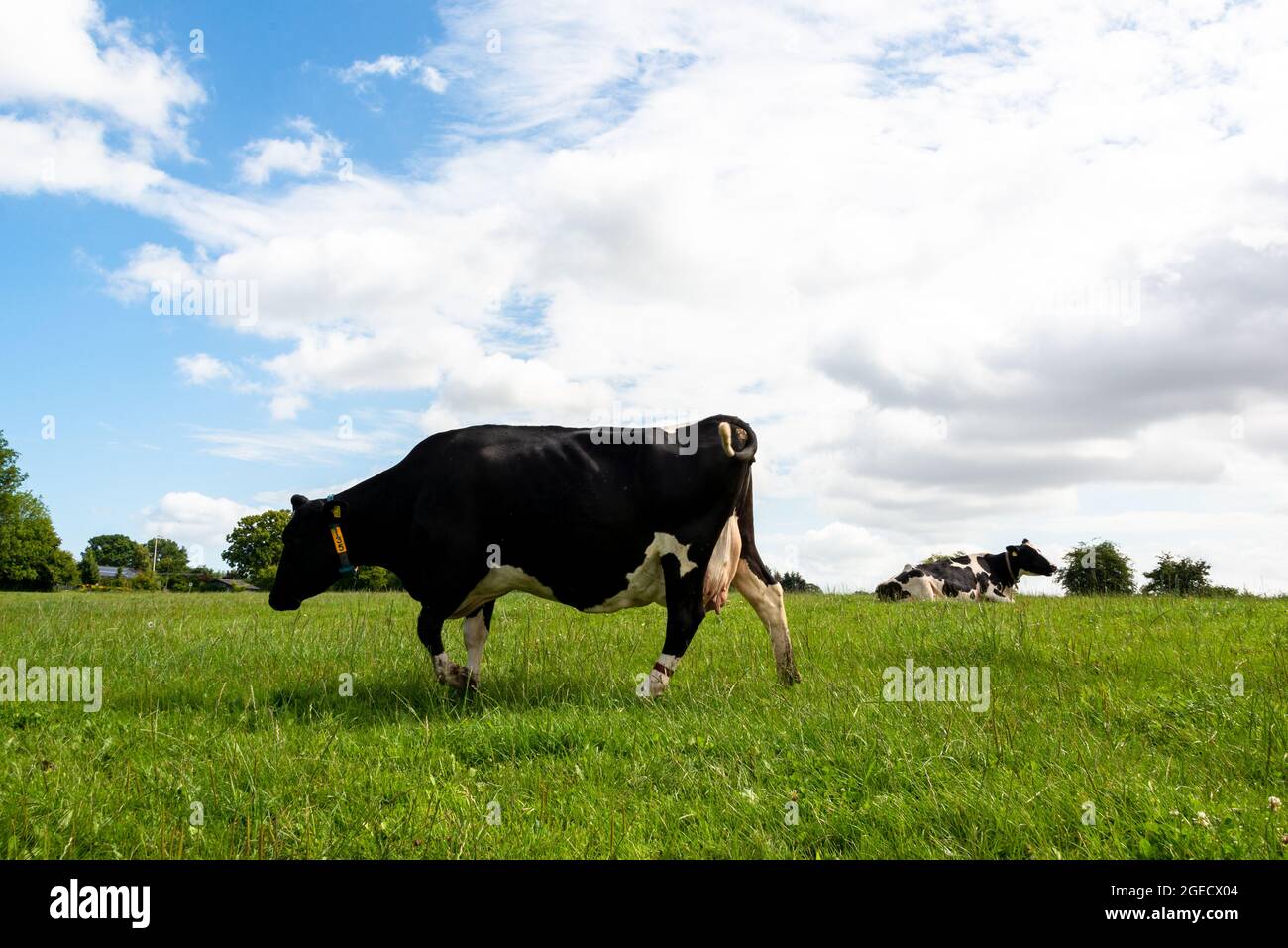 Freilaufende Milchrinder auf einer Weide in Schleswig-Holstein Stock Photo