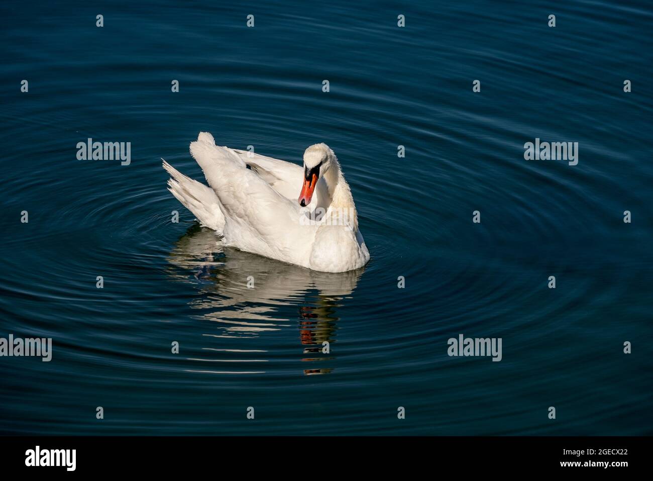 Ein Weißer Schwan auf einem blauen See schwimmend und sich putzend Stock Photo