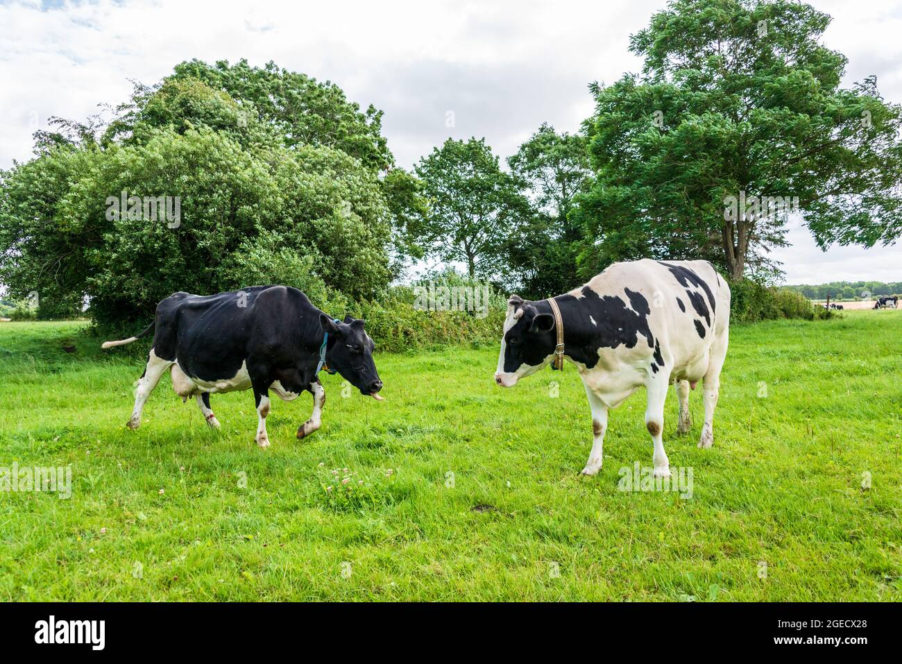 Freilaufende Milchkühe auf einer Weide in Schleswig-Holstein Stock Photo
